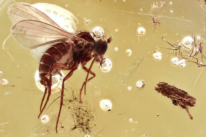 Detailed Fossil Long-Legged Fly (Dolichopodidae) in Baltic Amber #367432